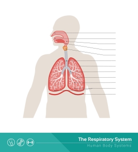 The respiratory system